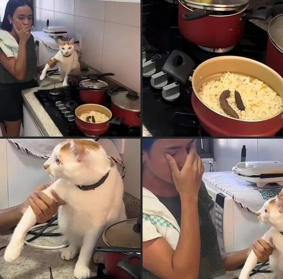 Failed Tuesday: cat poops in pot.