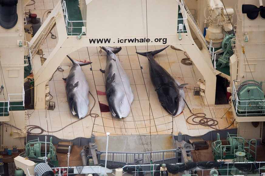 epa04148469 (FILE) A file handout image dated 05 January 2013 and made available by Sea Shepherd Australia 07 January 2013 showing three dead, protected Minke Whales on the deck of the Japanese Ship,  ...