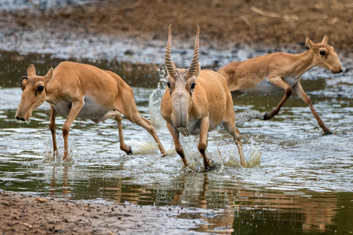 A herd of saigas galloping at a watering place during strong heat and drought. Selective focus. xkwx saiga, water, steppe, sanctuary, reserve, red, preserve, nature, morning, mammals, list, wild, hot, ...