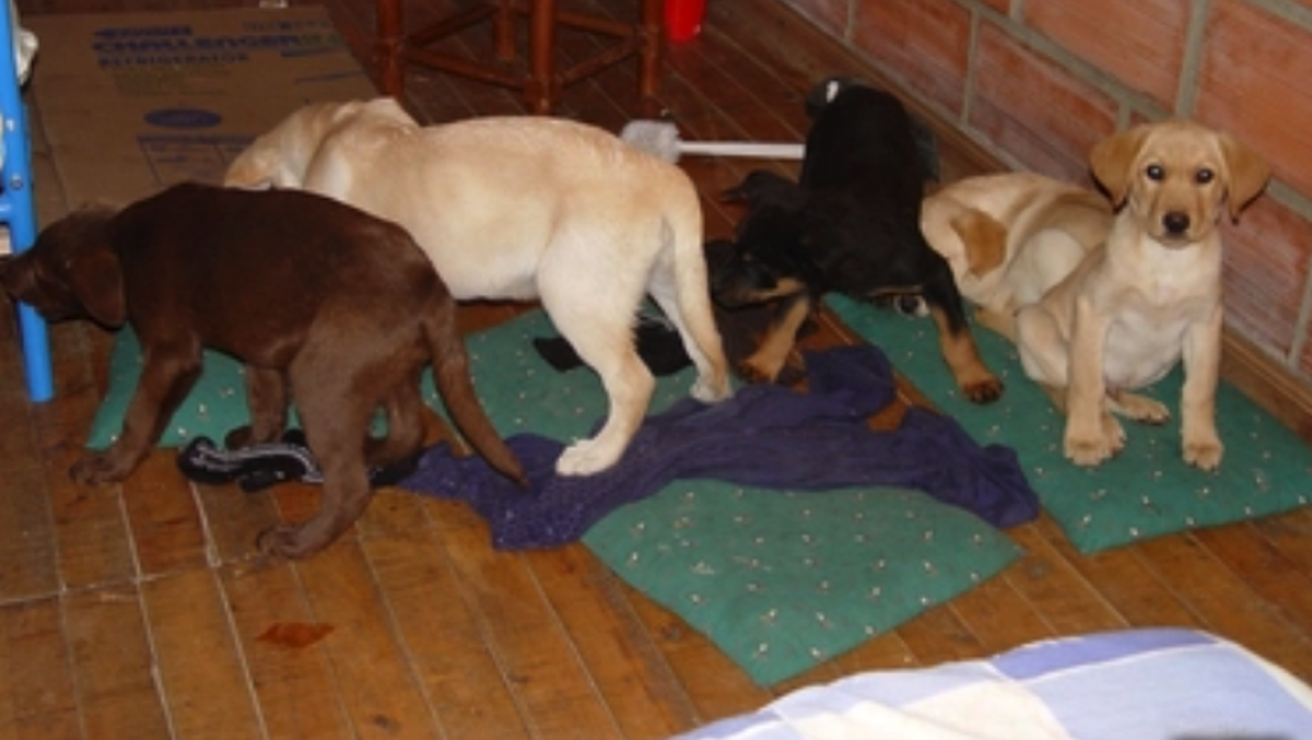 Hunde Schmuggel Drogen Heroin Weil er Hundewelpen für den Drogenschmuggel Heroinpäckchen eingesetzt haben soll, droht einem Tierarzt aus Kolumbien eine lange Haftstrafe in den USA. Andrés López Elorez ...