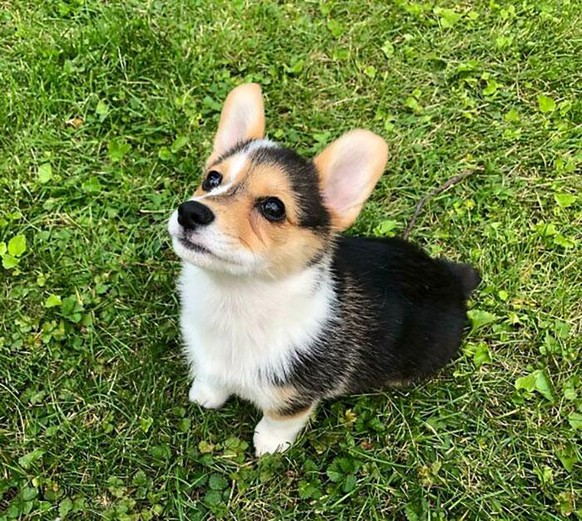 corgi hund dog

https://www.boredpanda.com/cute-funny-corgi-pictures/?utm_source=google&amp;utm_medium=organic&amp;utm_campaign=organic