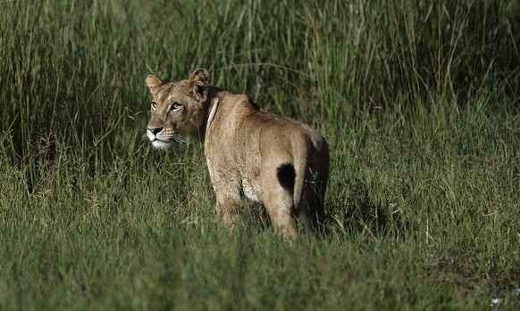 A lioness stalks for prey in the long grass, near the airstrip in Mikumi National Park, Tanzania Saturday, March 24, 2018. (AP Photo/Ben Curtis)