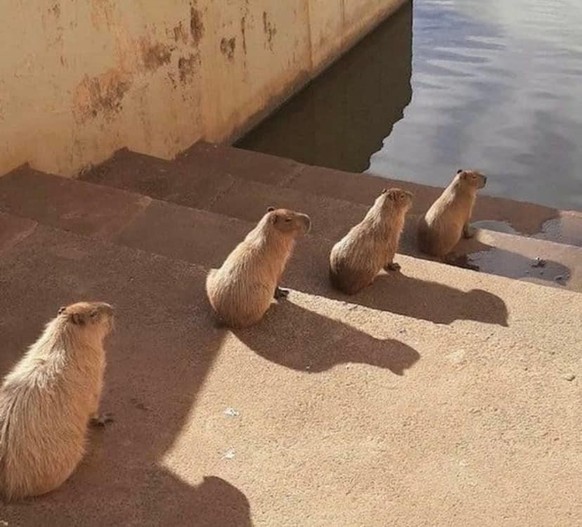 cute news animal tier capybara

https://www.reddit.com/r/capybara/comments/urlrvr/theyre_waiting_for_the_next_economic_crisis/