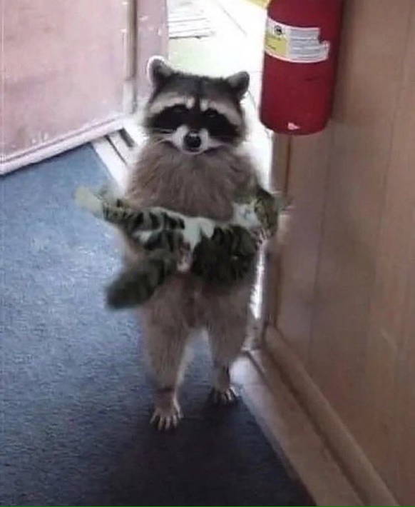 animals cute news tier katze waschbär cat racoon

https://www.reddit.com/r/aww/comments/py113x/youve_probably_seen_this_a_million_times_but_make/