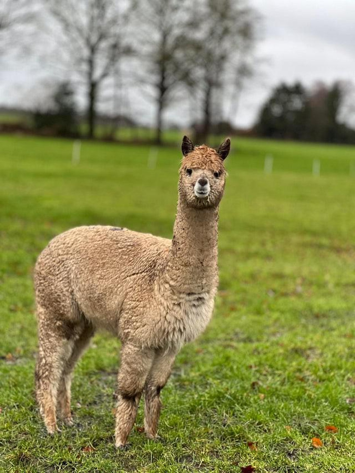 cute news animal tier

https://www.reddit.com/r/aww/comments/shx3ou/shes_wet_but_she_loves_it/