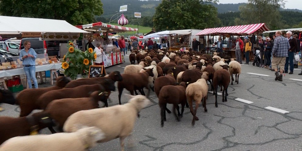 Der traditionelle Anlass zieht unzählige Besucherinnen und Besucher an, welche die Ankunft der Schafe verfolgen. Gegen 10'000 Besuchende reisen dafür am ersten Donnerstag im September nach Riffenmatt.