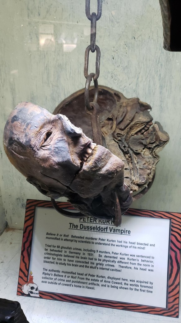 Der halbierte und mumifizierte Kopf von Peter Kürten im Ripley&#039;s Believe it or Not Museum