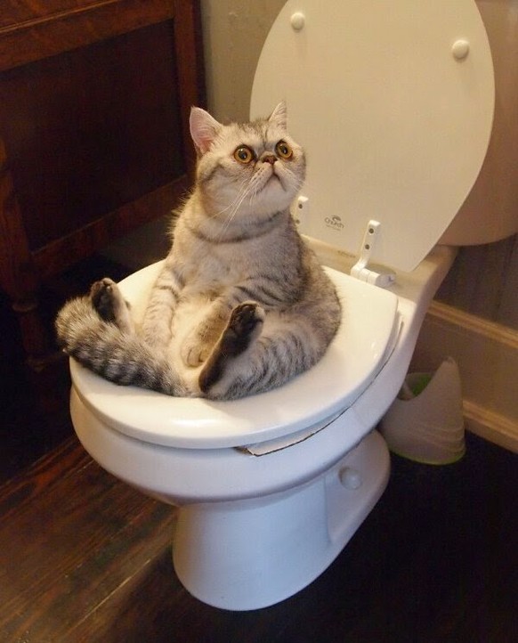 Katze auf WC