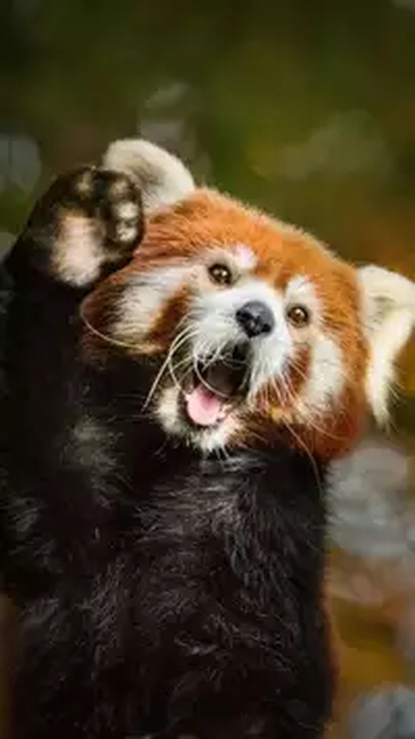 Nice news about the red panda https://imgur.com/t/aww/1cqi7GR