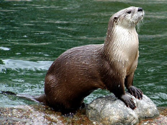 cute news animal tier otter

https://imgur.com/t/otters/28XRRl4