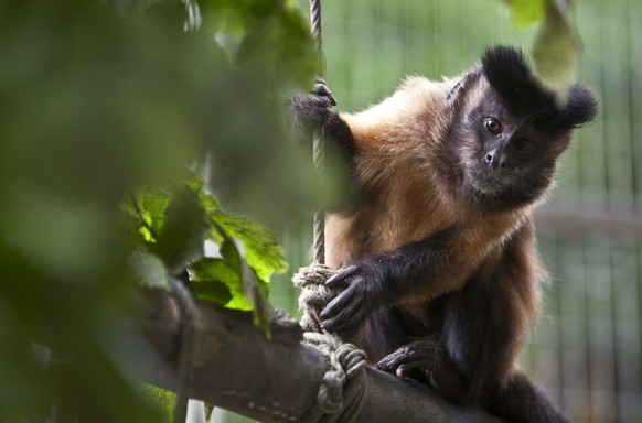 Ein Kapuzineraffe im Zoo al Maglio in Magliaso am 7. Mai 2014. Der einzige Zoo im Tessin wurde am 7. Mai 2014 40 Jahre alt. Er zeigt auf 2,2 Hektaren ueber 100 exotische Tiere. (KEYSTONE/Ti-Press/Pabl ...