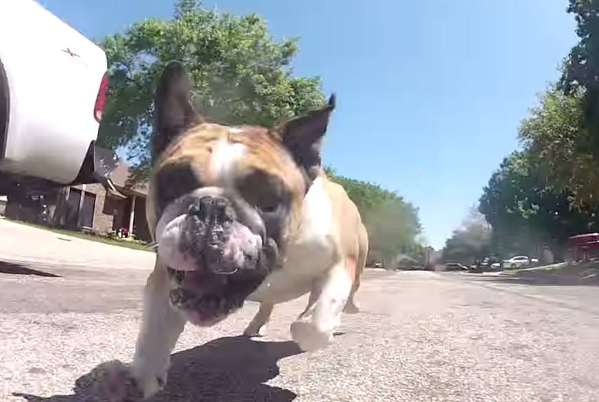 Die nächste Minute werden wir nichts anderes tun, als einer Bulldogge zuzusehen, die einem ferngesteuerten Auto nachhetzt
