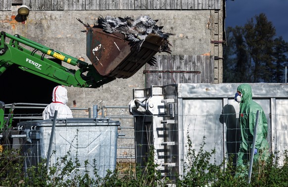 KEYPIX - epa12478332 Workers dump dead cranes believed to have died due to a highly contagious bird flue strain into a trailer at a gathering place for migratory birds, near Linum north of Berlin, Ger ...
