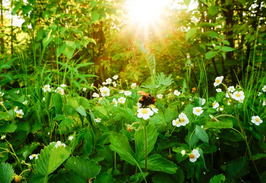 Dunkle Erdhummel