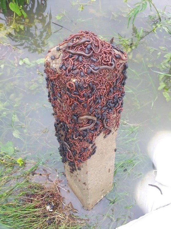 Creepy nature - Insekten