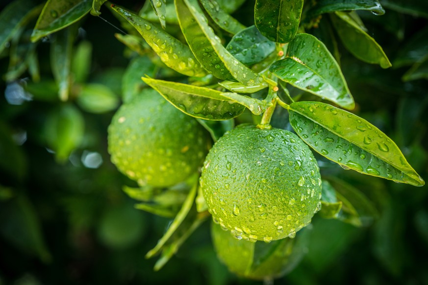 grüne orangen cam sành vietnam frucht essen food vitamin c