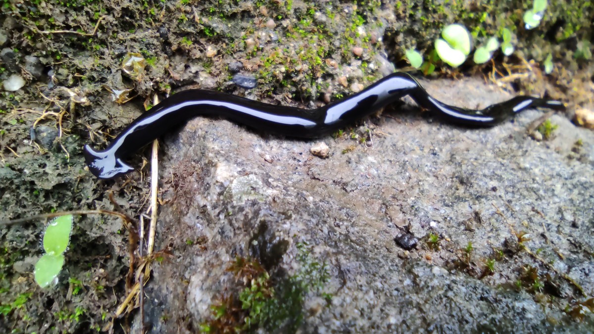 Creature that looks like baby snake
