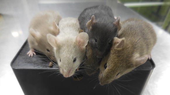 This photo provided by researcher Katsuhiko Hayashi shows mice derived from stem cells, four weeks after their birth, in Osaka, Japan in September 2021. In a study published Wednesday, March 16, 2023, ...