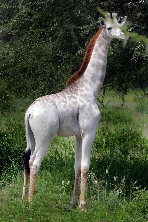 Giraffe https://imgur.com/t/giraffe/HwnSXEt