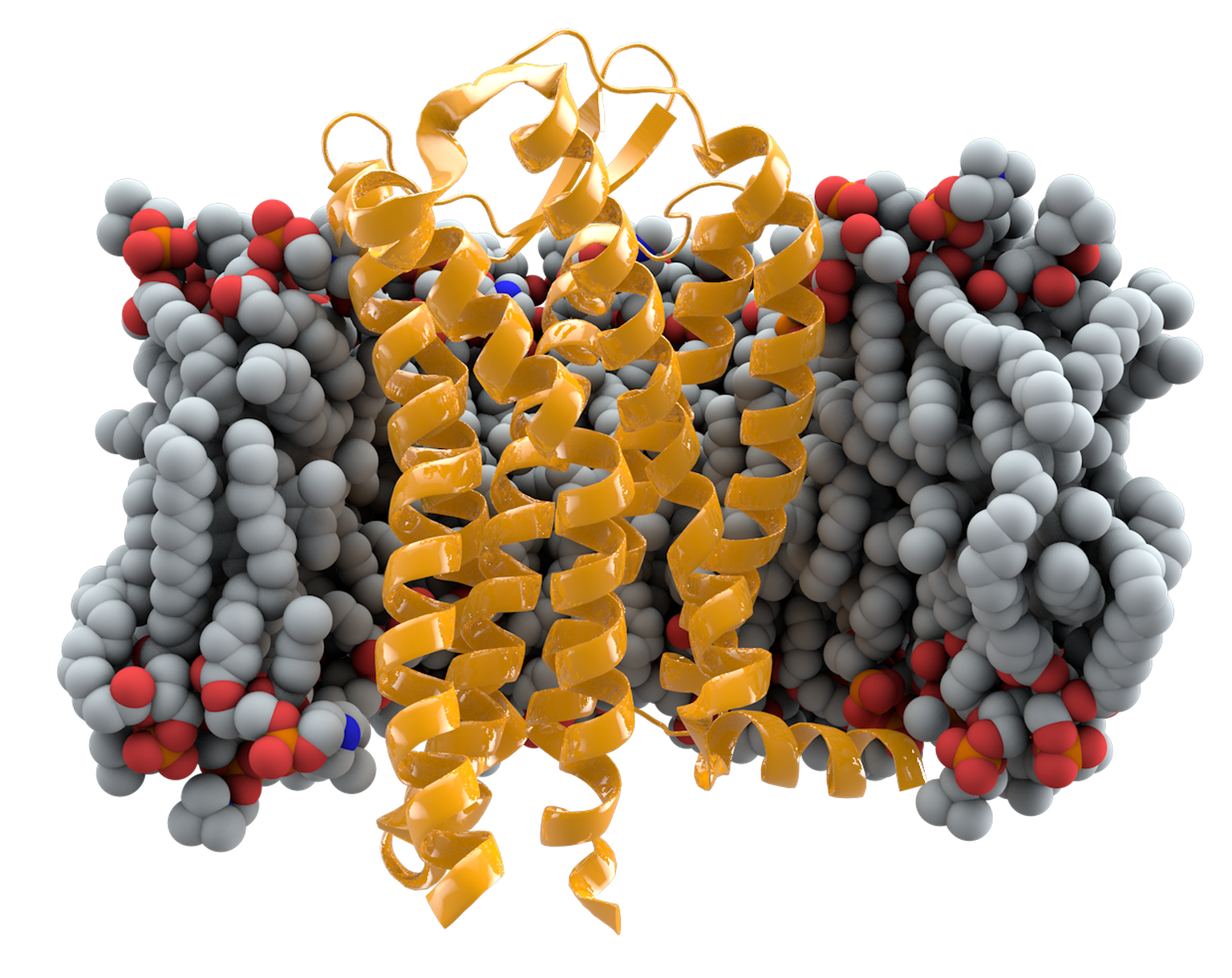 CCR5-Rezeptorprotein 
https://commons.wikimedia.org/w/index.php?curid=29444178