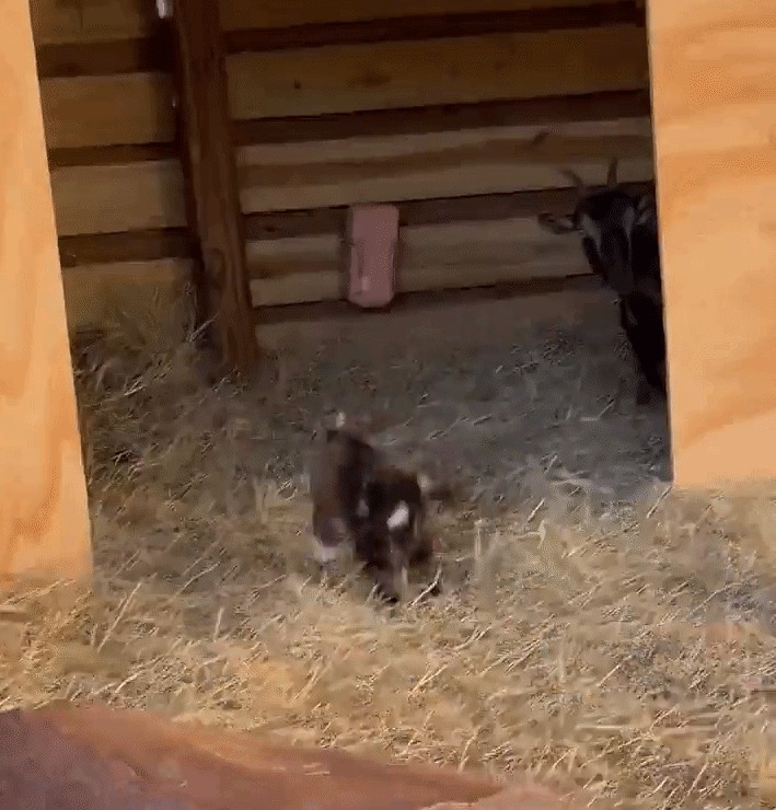 Animiertes GIF