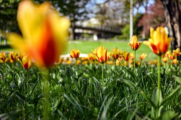 April 9, 2023, Baden-W