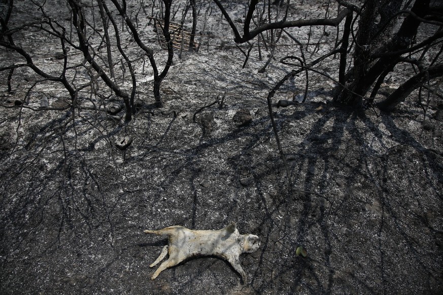 An animal lies dead after a wildfire in Varibobi area, northern Athens, Thursday, Aug. 5, 2021. Forest fires fueled by a protracted heat wave in Greece raged into Thursday, forcing the evacuation of d ...