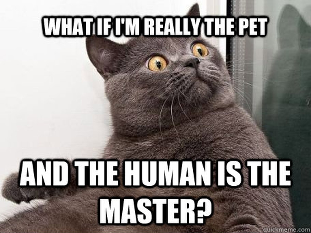 Cats and humans
