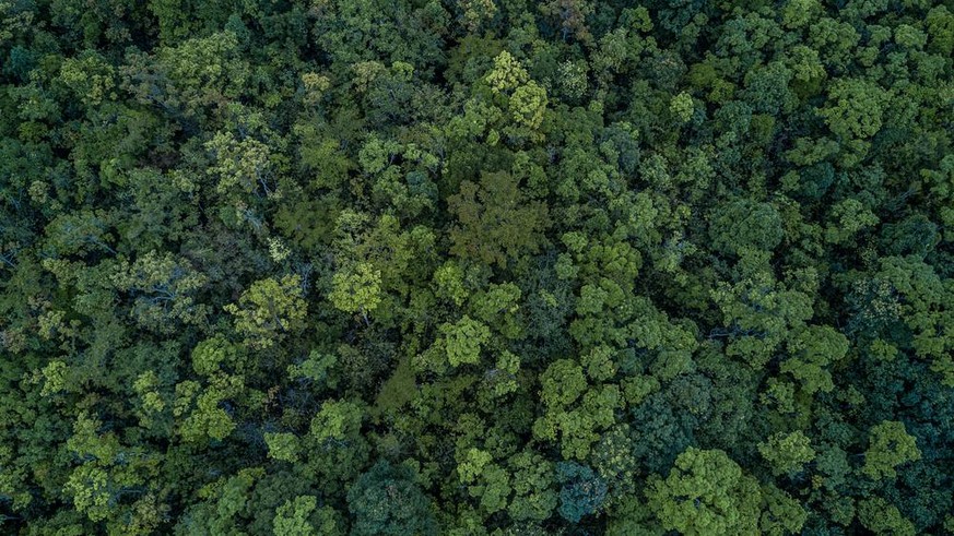 baumkronen wald baumkrone forst