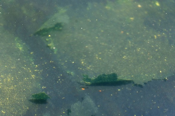 A peeling section of blue coating is seen in the Lincoln Memorial Reflecting Pool, Saturday, June 20, 2026, in Washington. (AP Photo/Mark Schiefelbein)
Lincoln Memorial Reflecting Pool