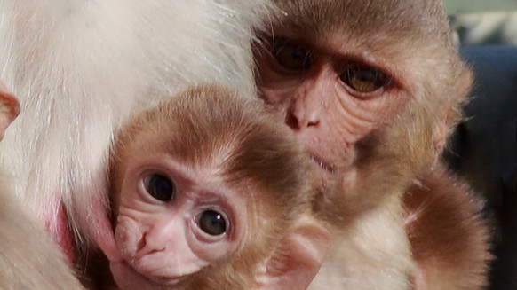 This photo provided by the California National Primate Research Center shows a nursing rhesus macaque monkey in 2013. In a study of hundreds of milk samples, researcher Katie Hinde of Harvard Universi ...