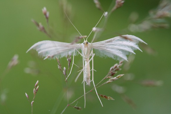 Weiße Winden-Federmotte (Pterophorus pentadactyla)