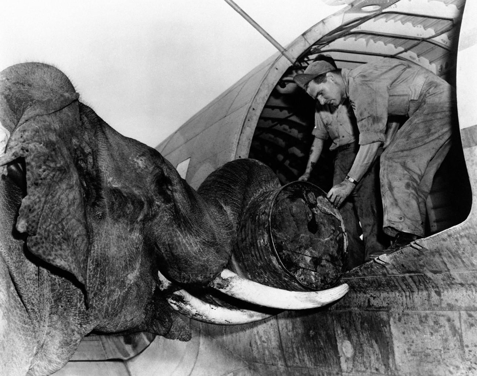 Amerikanische Fliegertruppen verwendeten 1945 in Indien Elefanten, um ihre Flugzeuge für den Einsatz in China zu beladen.  