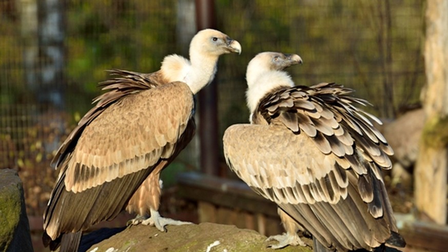 Geier Tierpark Nordnord