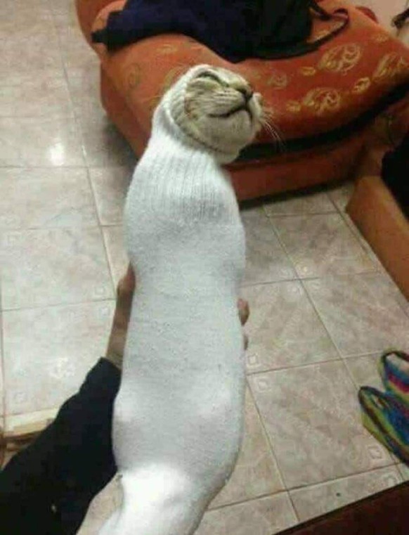 cute news tier katze

https://www.reddit.com/r/AnimalsInPredicaments/comments/fey7eg/seal_catto/