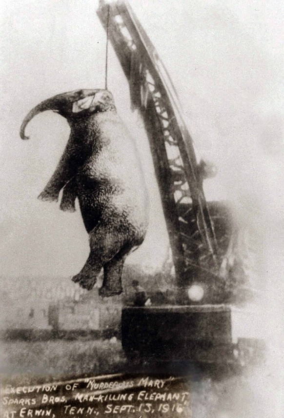 https://rarehistoricalphotos.com/murderous-mary-1916/
Mary Elefant