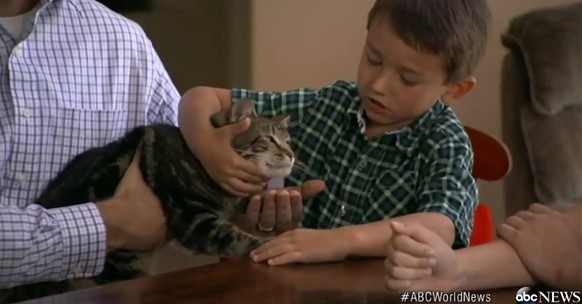 Heldenkatze Tara wurde 2008 von der Familie Triantafilo adoptiert.