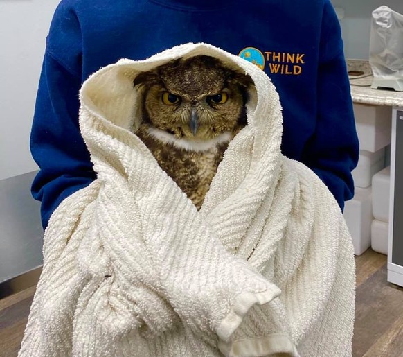 eulen in tücher
https://owlsintowels.org/gallery/