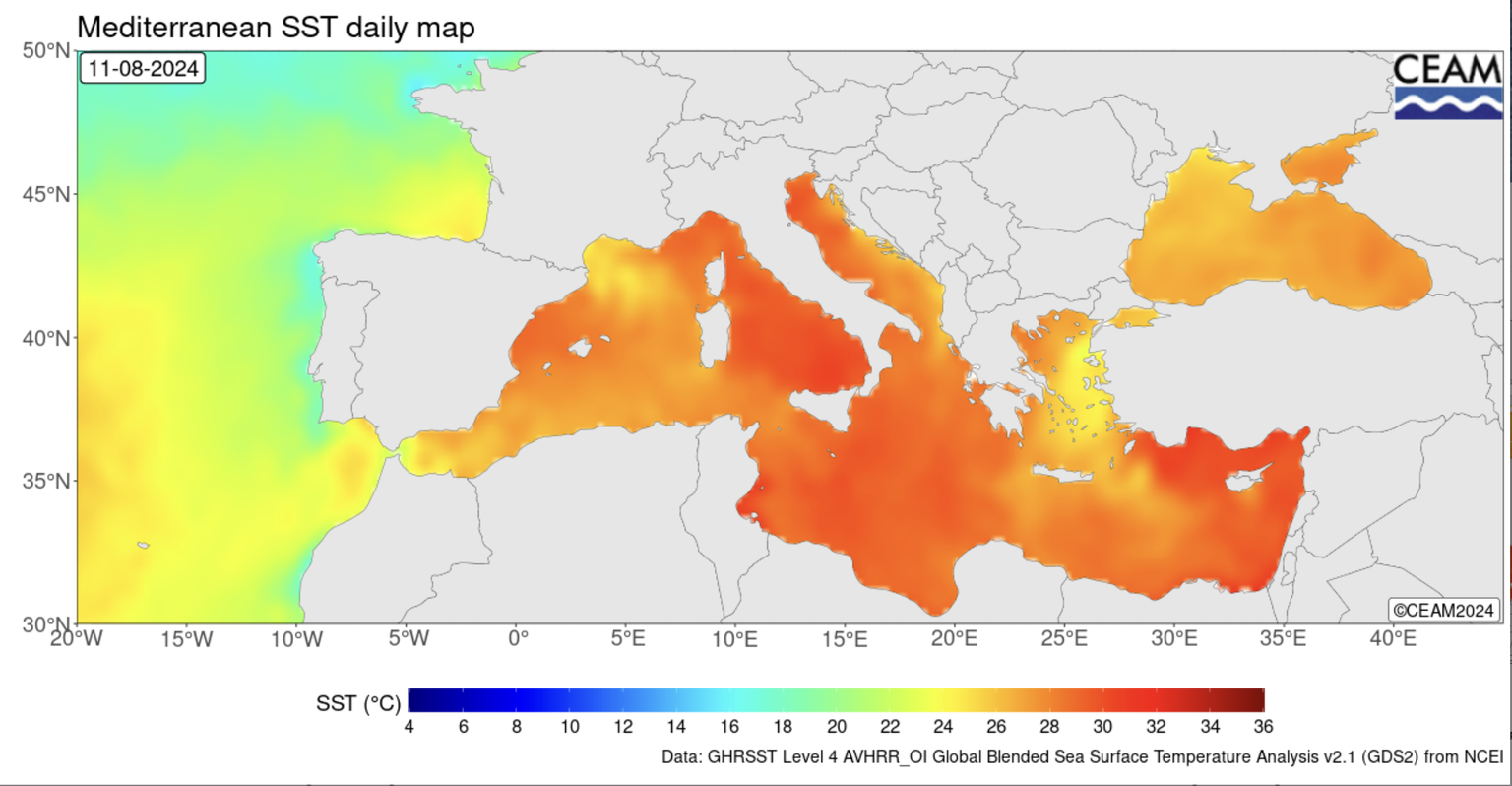 Die täglich durchschnittliche Oberflächenwasser-Temperaturen im Mittelmeer im August 2024.