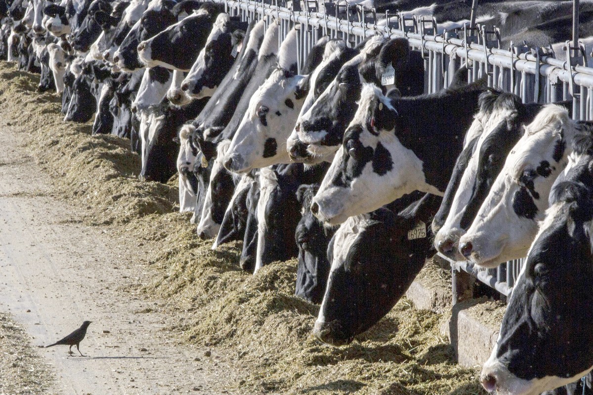 FILE - Dairy cattle feed at a farm in New Mexico on March 31, 2017. A fourth dairy worker in the U.S. has been infected with bird flu. On Wednesday, July 3, 2024, U.S. health officials said a fourth d ...