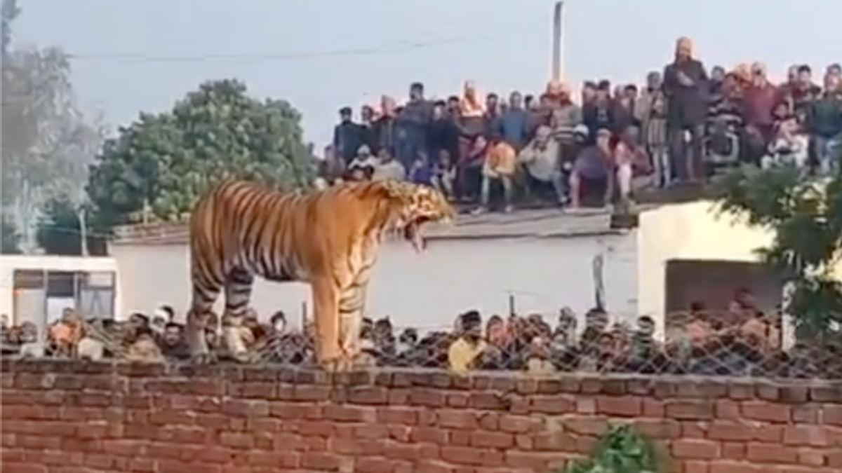 Striped visitor brings village into turmoil: A slightly different Christmas story Rest break in the Advent calendar: What is behind the door today wants to be felt