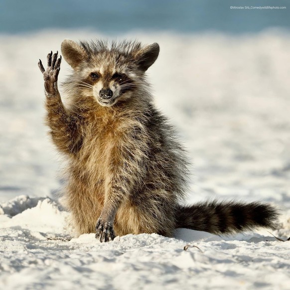 Comedy Wildlife Photography Awards 2022