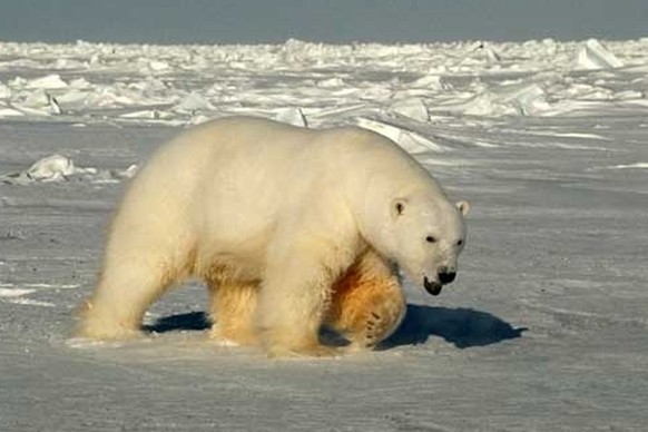 This U.S. Geological Survey handout photo, taken in 2005, shows a male polar bear approaching biologists in Beaufort Sea, Alaska.  A new US-Canada study says a significant population of polar bears…