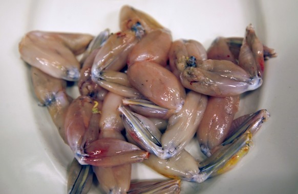 Rohe Froschschenkel liegen vor der Zubereitung am 5. Feb. 2008 in der Kueche des Restaurants &quot;Roger la Grenouille&quot; in Paris, Frankreich. Mit ihrer ungezuegelten Obsession fuer die Delikatess ...