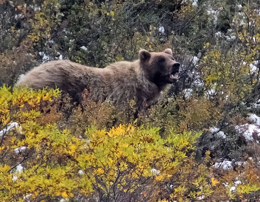 FILE - In this Aug. 31, 2015, file photo, a grizzly bear looks up from foraging in Denali National Park and Preserve, Alaska. A debate over whether the Yellowstone ecosystem&#039;s grizzly bear popula ...