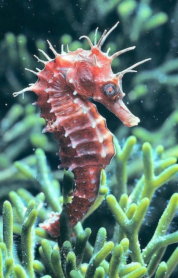 cute news tier seepferdchen seashorse

https://www.pinterest.ch/pin/3659243438346313/