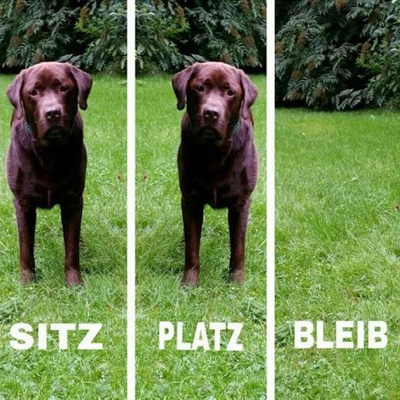 Fertig langes Wochenende! Zur Aufmunterung gibt&#039;s 23 lustige Fails ЁЯШЕ\nMomol, das Hundetraining hat sich ausbezahlt.ЁЯдг