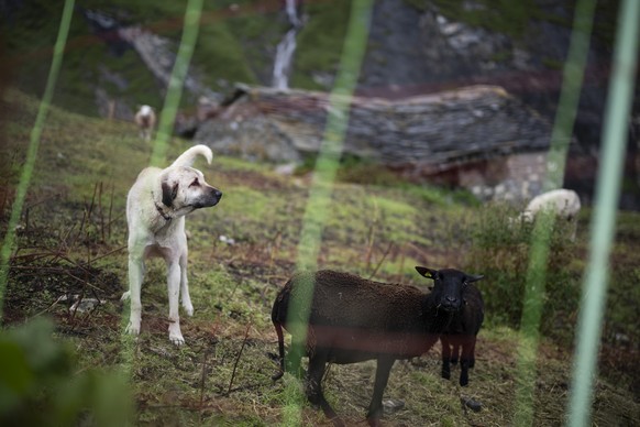 Ein Kangal-Hirtenhund und Schafe, aufgenommen am Mittwoch, 26. Juli 2023, auf der Stutzalp in Spluegen. Philipp Jacobi soemmert seine 650 Schafe seit 2018 auf der Alp. Sie liegt im Jagdgebiet des Beve ...