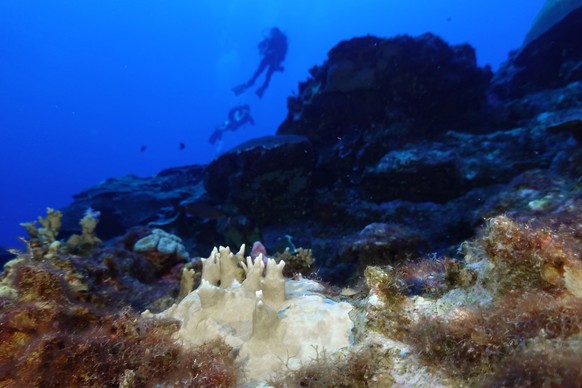 FILE - Bleached coral is visible at the Flower Garden Banks National Marine Sanctuary, off the coast of Galveston, Texas, in the Gulf of Mexico, Sept. 16, 2023. Ocean temperatures that have gone ?craz ...