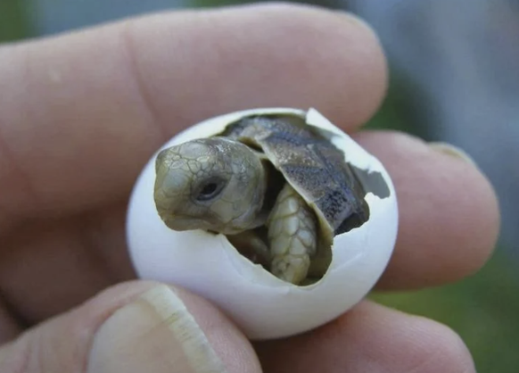 Kleine Tiere: Schildkröte aus Ei